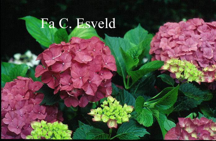 Hydrangea macrophylla 'Glowing Embers'