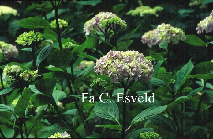  and description of Hydrangea macrophylla Nigra  www.esveld.nl