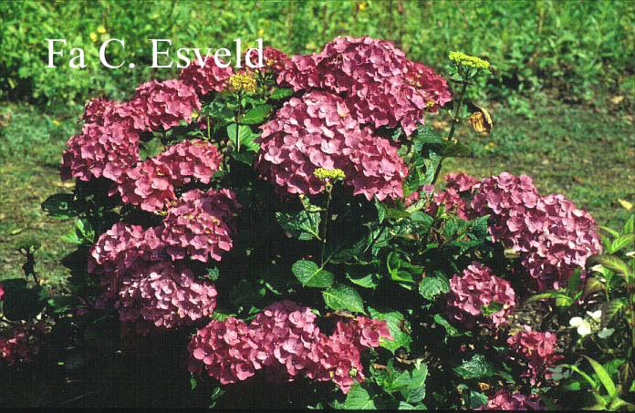 Hydrangea macrophylla 'Ami Pasquier'