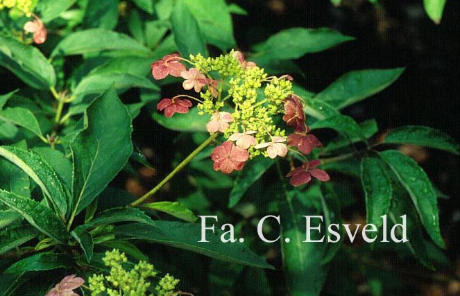 Hydrangea heteromalla 'Bretschneideri'