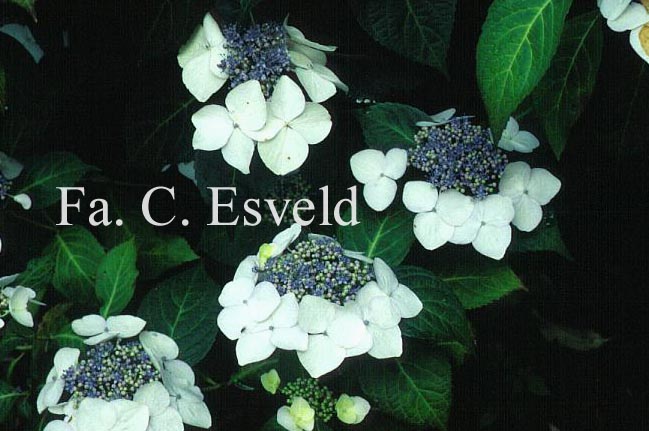 Hydrangea macrophylla 'Mariesii Grandiflora'