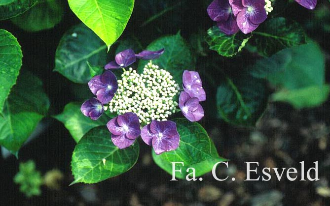 Hydrangea macrophylla 'Nachtigall'
