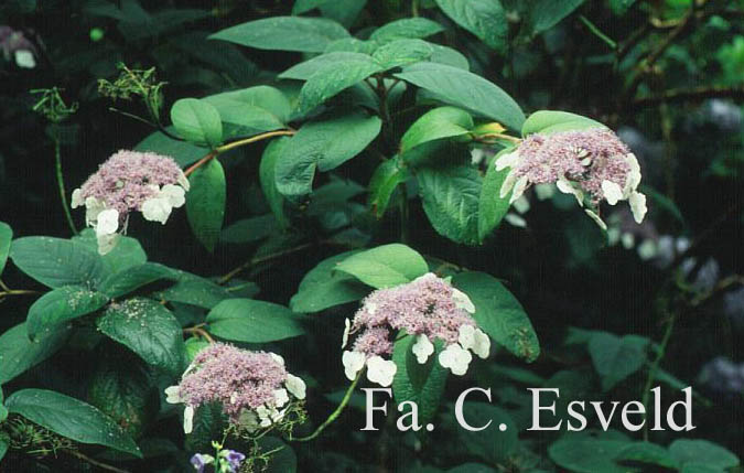 Hydrangea aspera strigosa