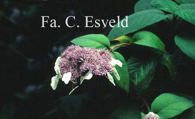 Hydrangea aspera strigosa