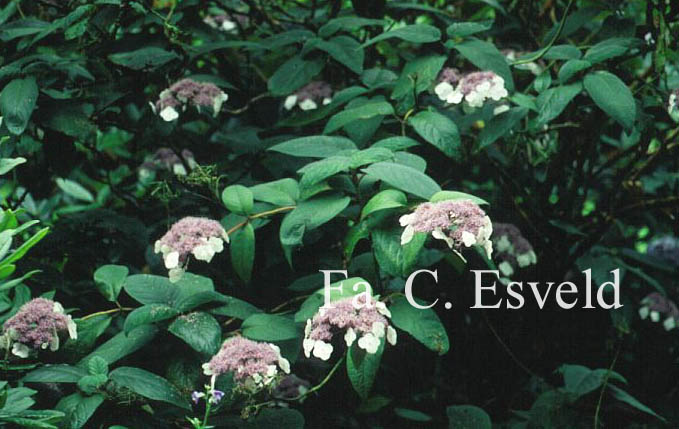 Hydrangea aspera strigosa