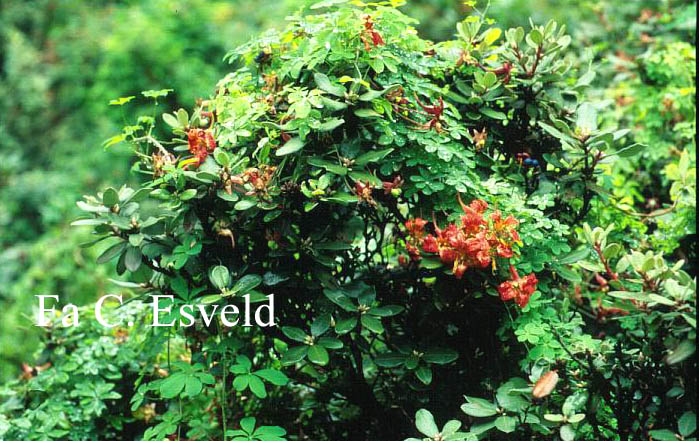 Tropaeolum speciosum