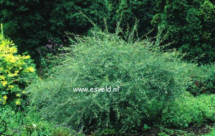 Salix purpurea 'Nancy Saunders'