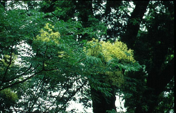 Aralia chinensis