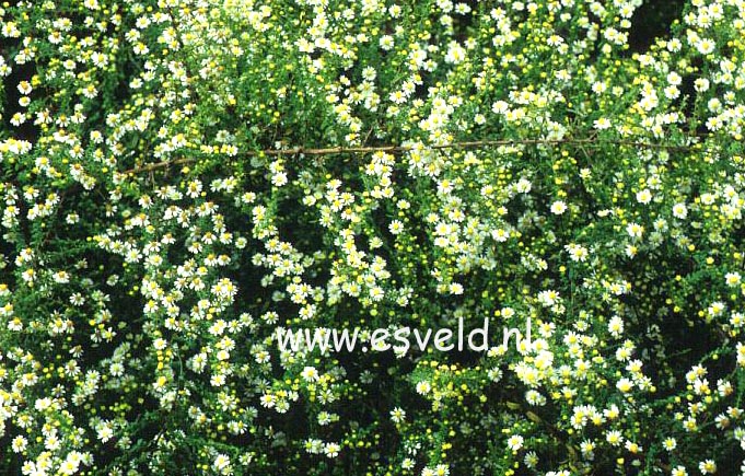 Aster ericoides 'Schneetanne'