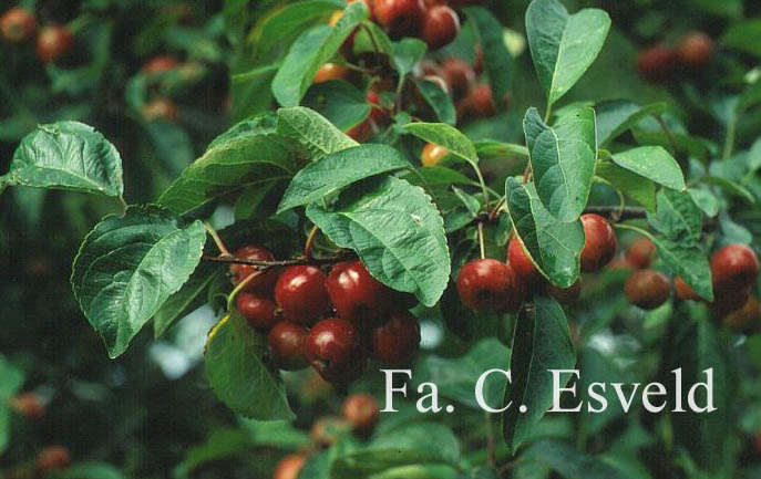 Malus 'Evereste' (PERPETU)