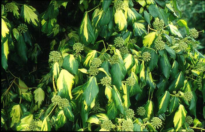 Hedera colchica 'Sulphur Heart'