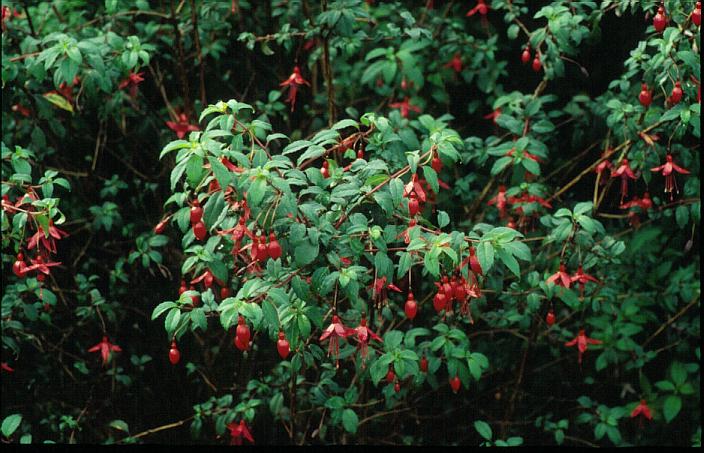 Fuchsia 'Riccartonii'