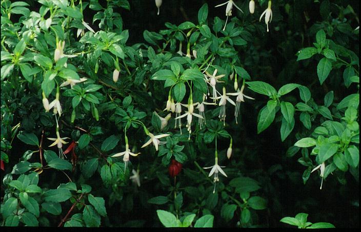fuchsia molinae