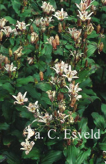 Tricyrtis formosana