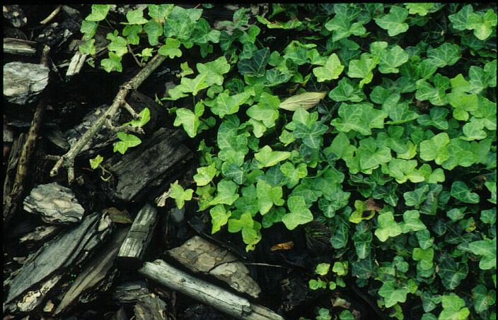 Hedera helix 'Walthamensis'