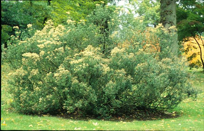 Olearia haastii