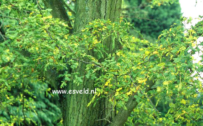 Tilia platyphyllos 'Laciniata'
