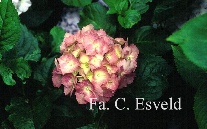 Hydrangea macrophylla 'Hamburg'