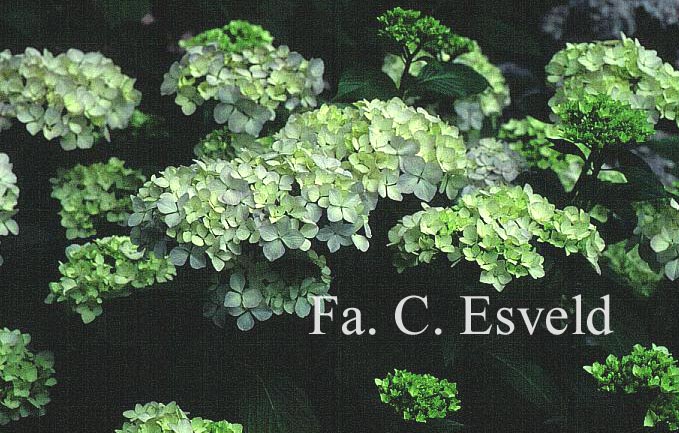 Hydrangea macrophylla 'Joseph Banks'