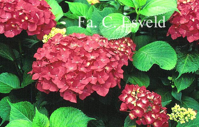 Hydrangea macrophylla 'Masja'