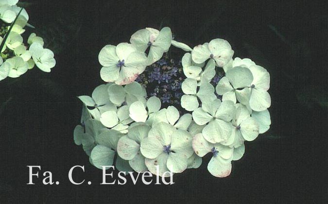 Hydrangea macrophylla 'Libelle'