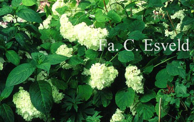 Hydrangea arborescens 'Grandiflora'