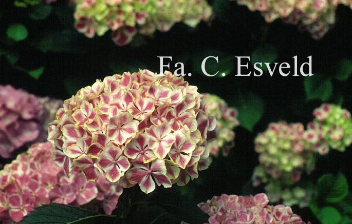Hydrangea macrophylla 'Frau Katsuko' (LADY KATSUKO)