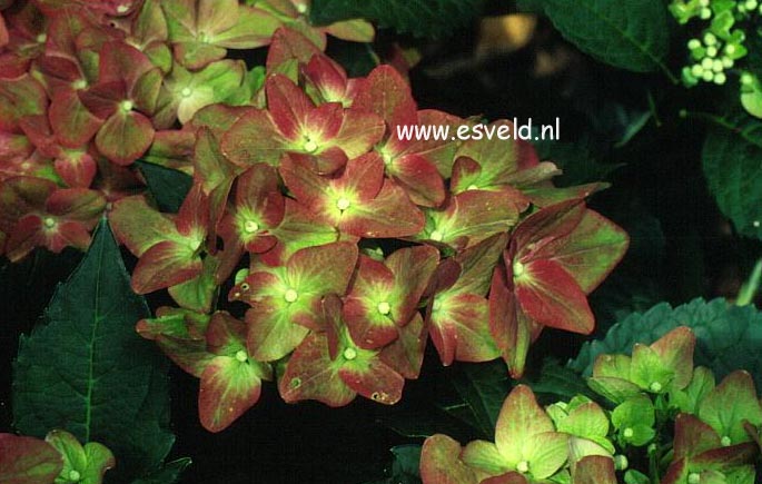 Hydrangea macrophylla 'Green Shadow'