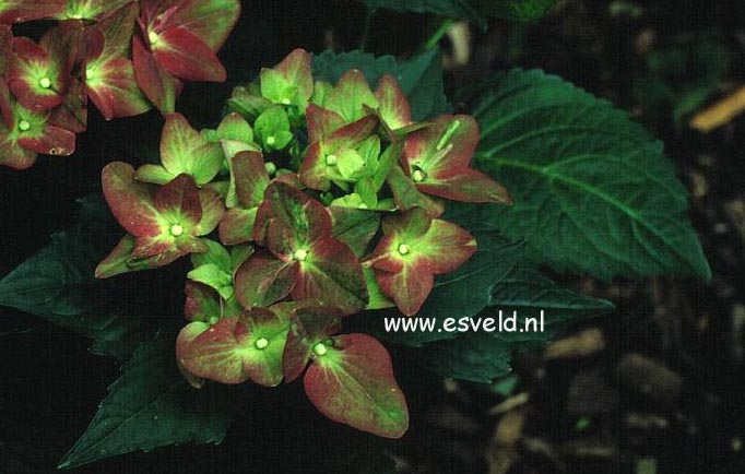 Hydrangea macrophylla 'Green Shadow'