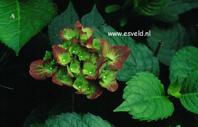 Hydrangea macrophylla 'Green Shadow'