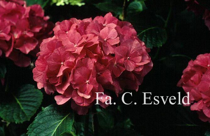 Hydrangea macrophylla 'Alpengluehn'