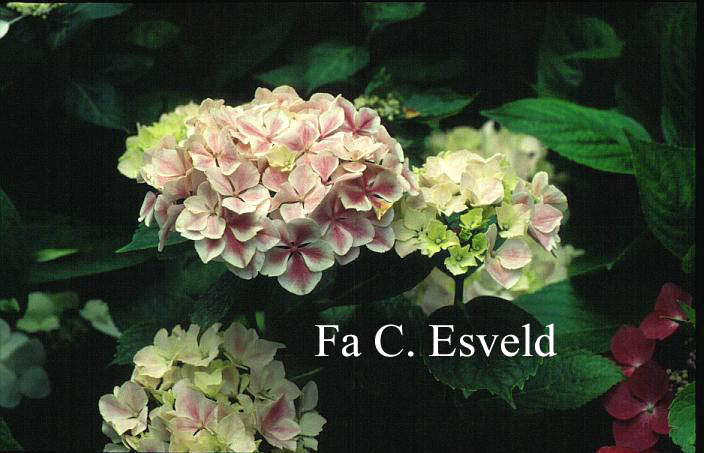 Hydrangea macrophylla 'Frau Nobuko' (LADY NOBUKO)