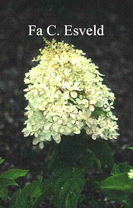 Hydrangea paniculata 'Phantom'