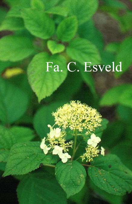 Hydrangea arborescens 'Dardom' (WHITE DOME)