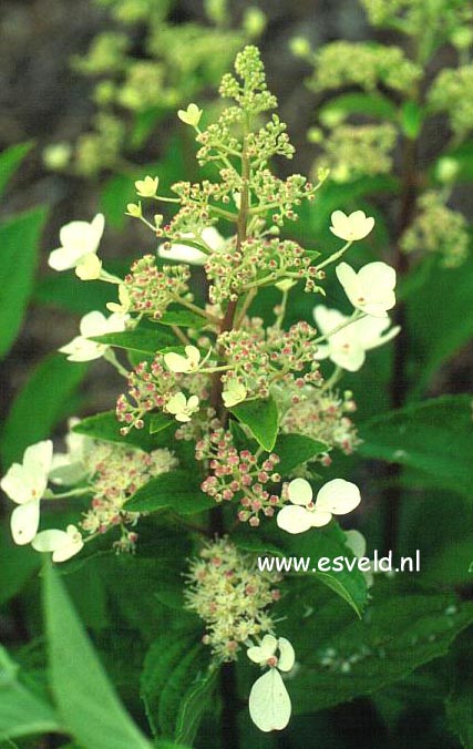 Hydrangea paniculata 'Skylight'