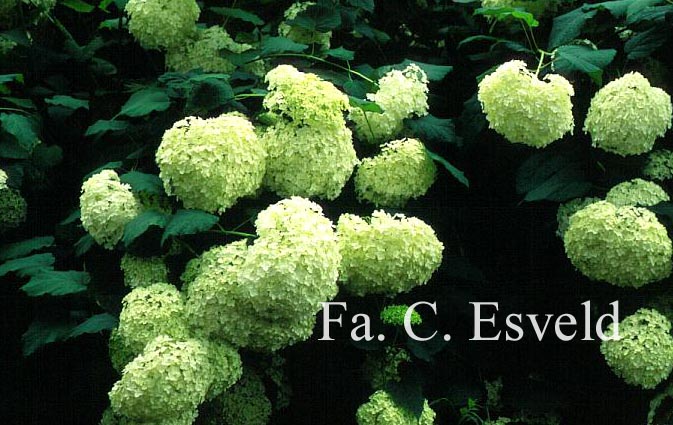 Hydrangea arborescens 'Annabelle'