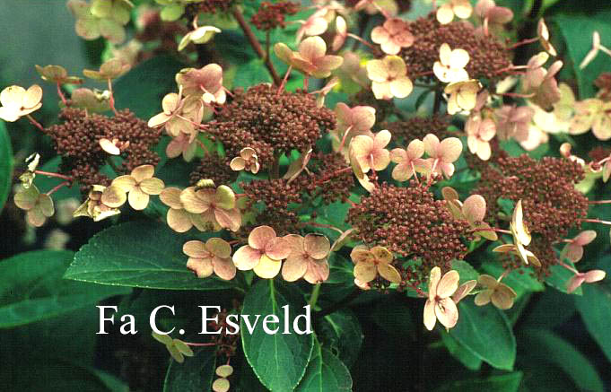 Hydrangea paniculata 'Dharuma'