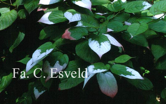 Actinidia kolomikta