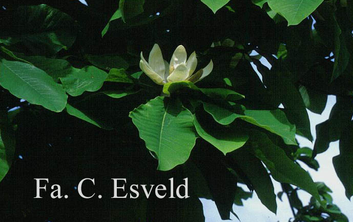 Magnolia tripetala