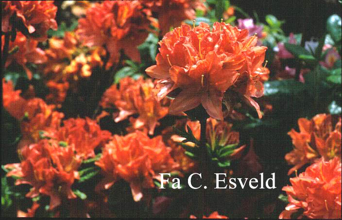 Azalea 'Koster's Brilliant Red'