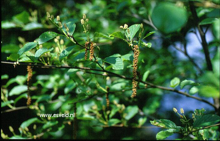 Alnus serrulata