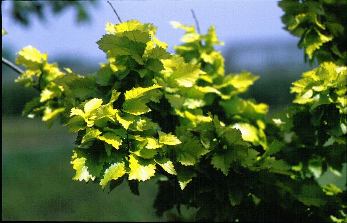 Ulmus hollandica 'Wredei'