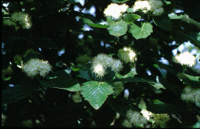 Sorbus mougeotii