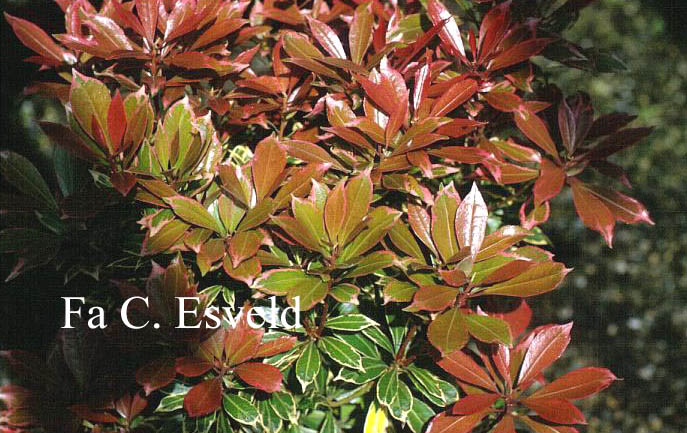 Pieris japonica 'Carnaval'