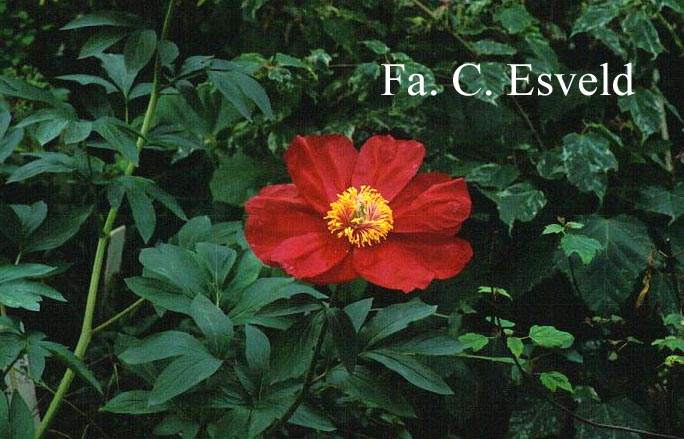 Paeonia anomala