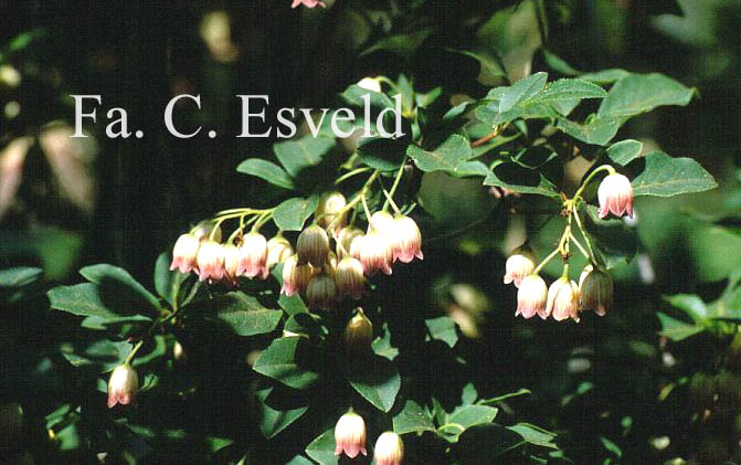 Enkianthus campanulatus 'Victoria'