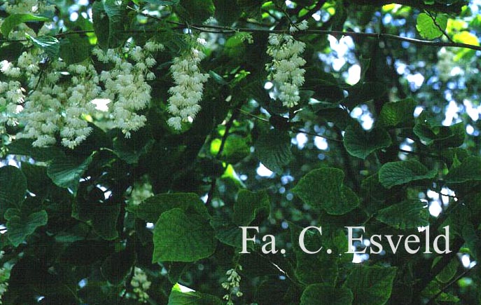 Pterostyrax hispida