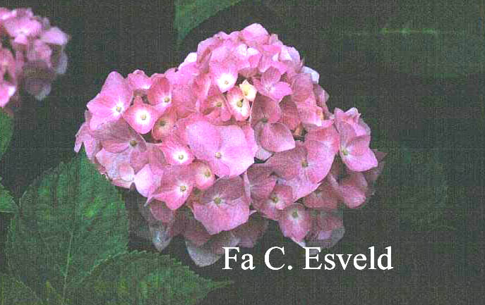 Hydrangea macrophylla 'Bouquet Rose'