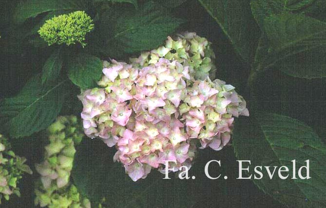 Hydrangea macrophylla 'Semperflorens','Bailmer'(ENDLESS SUMMER)