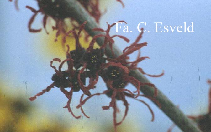 Hamamelis intermedia 'Birgit'